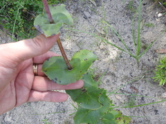 Penstemon murrayanus
