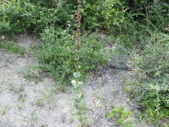 Penstemon murrayanus