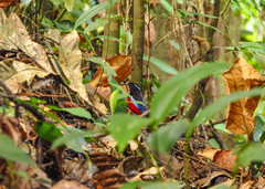 Erythropitta ussheri