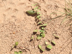 Matelea cynanchoides