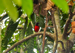 Erythropitta ussheri