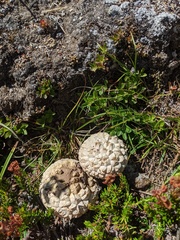 Calbovista subsculpta