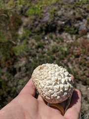 Calbovista subsculpta