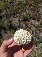 Calbovista subsculpta