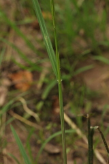 Glyceria notata