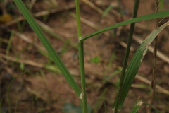 Glyceria notata