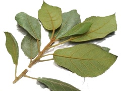 Ficus aurata