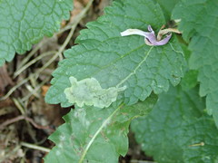 Amauromyza labiatarum