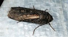 Actebia fennica