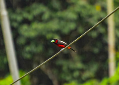 Cymbirhynchus macrorhynchos