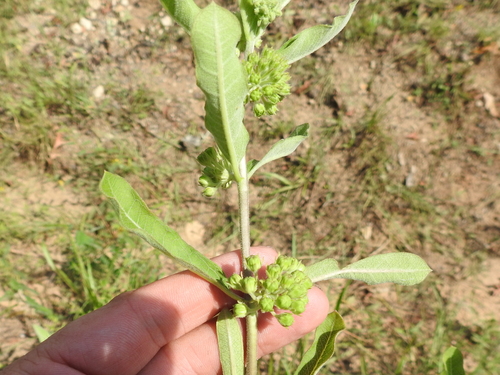 Asclepias tonkawae (Asclepias tonkawae)