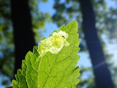 Amauromyza labiatarum