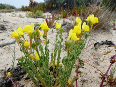 Linaria bipunctata