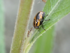 Cryptocephalus castaneus