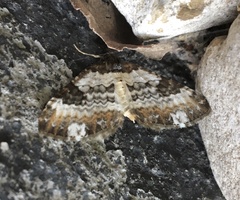 Melanthia procellata