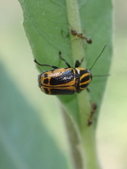 Cryptocephalus castaneus