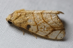 Bagisara tristicta