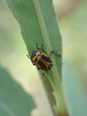 Cryptocephalus castaneus
