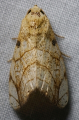 Bagisara tristicta