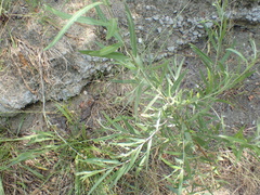 Cryptocephalus castaneus