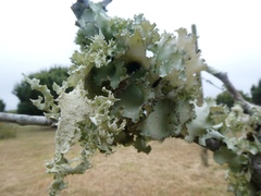 Parmotrema hypoleucinum