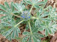 Lupinus micranthus