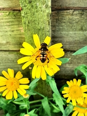 Eristalis tenax