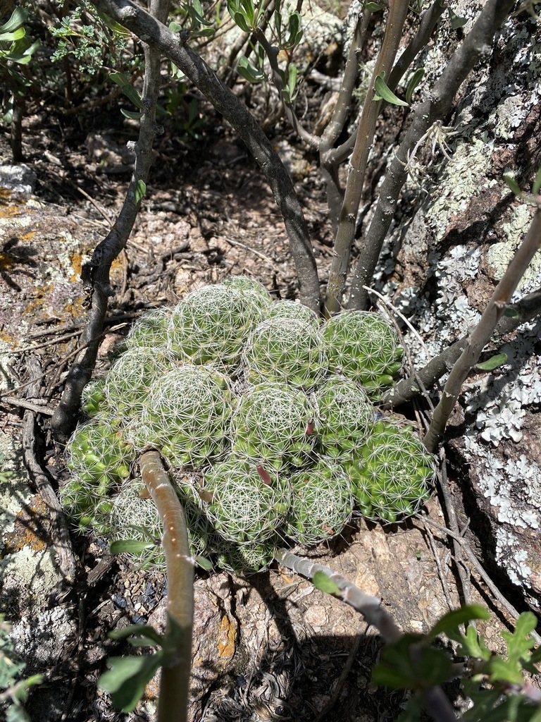 Mammillaria decipiens, San Luis de la Paz, Gto., México