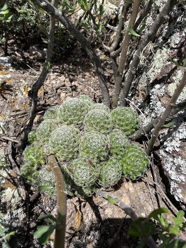 Mammillaria decipiens