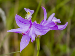 Calopogon tuberosus tuberosus