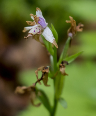 Galearis rotundifolia
