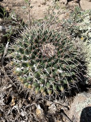 Mammillaria gigantea
