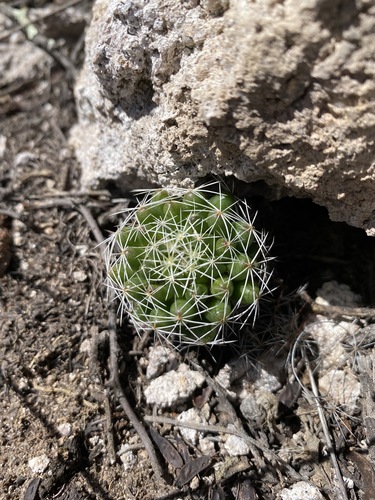 Mammillaria decipiens