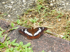 Moduza procris milonia