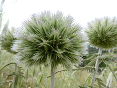 Echinops strigosus