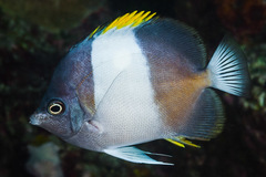 Brown-And-White Butterflyfish photo 2