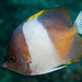 Black Pyramid Butterflyfish - Photo (c) zsispeo, some rights reserved (CC BY-NC-SA)