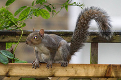 Sciurus carolinensis