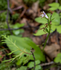 Galearis rotundifolia