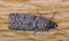 Pyla fusca