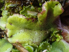Marchantia polymorpha montivagans