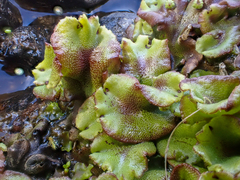 Marchantia polymorpha montivagans