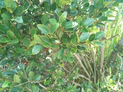 Syzygium elliptifolium
