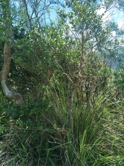 Syzygium elliptifolium