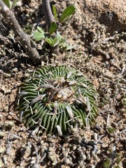 Echinofossulocactus phyllacanthus