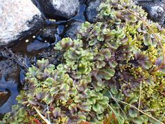 Marchantia polymorpha montivagans