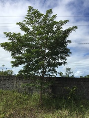 Pterodon emarginatus