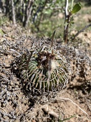 Echinofossulocactus phyllacanthus