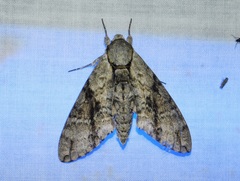 Manduca jasminearum