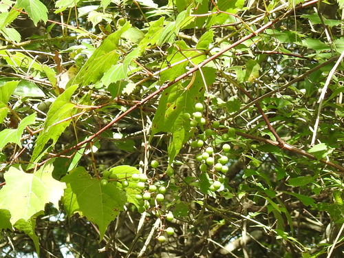 Image of Vitis palmata by (c) Sam Kieschnick, some rights reserved (CC BY)